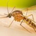 Mosquito Culex: ¿riesgo para la salud?