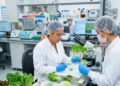 No encuentran ciclosporosis en lechuga analizada de Taylor Farms de México.