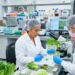 No encuentran ciclosporosis en lechuga analizada de Taylor Farms de México.