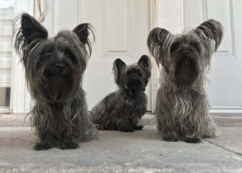 ¿Cuántas mascotas viven en los hogares mexicanos en 2025?