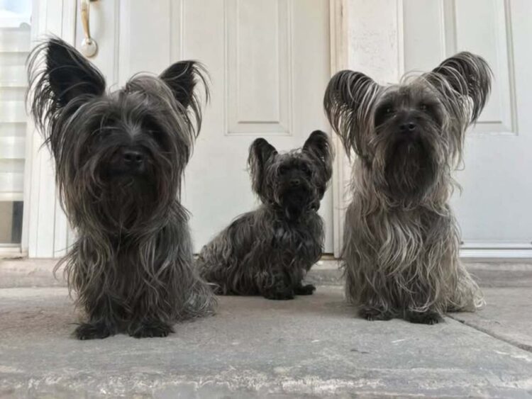 ¿Cuántas mascotas viven en los hogares mexicanos en 2025?