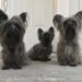¿Cuántas mascotas viven en los hogares mexicanos en 2025?