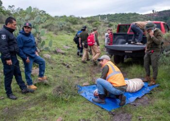 Reportan muerte de tigre capturado en Tepetlaoxtoc