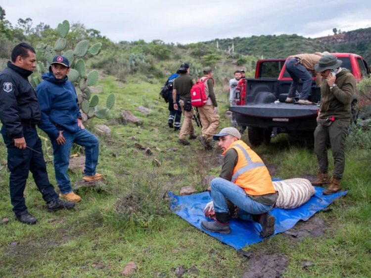 Reportan muerte de tigre capturado en Tepetlaoxtoc
