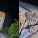 Nuevo “percance ferroviario” del Tren Interoceánico en el Istmo de Tehuantepec; sin lesionados