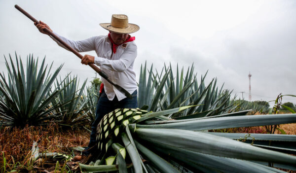 Sader celebra Día Nacional del Tequila con cifras récord