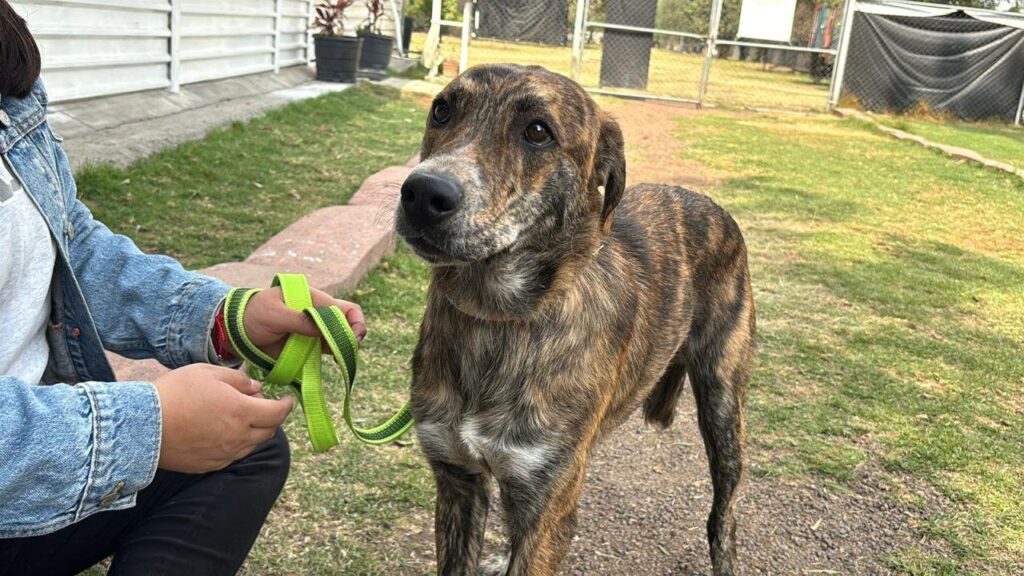 El CTC ha logrado 107 adopciones en el último año