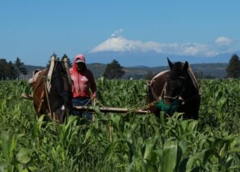 Agromeda: la IA que revoluciona el campo mexicano