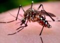 Secretaría de Salud llama a la prevención de dengue y chikungunya en temporada de lluvias