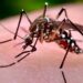 Secretaría de Salud llama a la prevención de dengue y chikungunya en temporada de lluvias