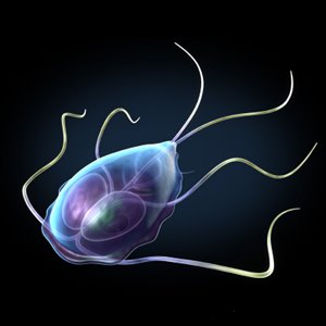 Origen y vías de transmisión del parásito