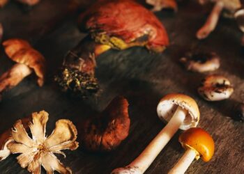 Descubre el Festival de los Hongos Silvestres en Los Pinos con platillos, talleres y productos que celebran la riqueza fungi de México. | AMEXI/FOTO:RRSS