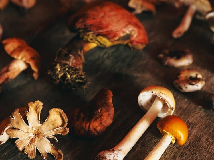 Descubre el Festival de los Hongos Silvestres en Los Pinos con platillos, talleres y productos que celebran la riqueza fungi de México. | AMEXI/FOTO:RRSS