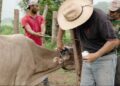 En Oaxaca sigue la fase de alerta sanitaria y de cuarentena pecuaria, debido a que los casos de gusano barrenador activos están en tratamiento médico