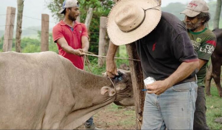 En Oaxaca sigue la fase de alerta sanitaria y de cuarentena pecuaria, debido a que los casos de gusano barrenador activos están en tratamiento médico