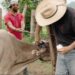 En Oaxaca sigue la fase de alerta sanitaria y de cuarentena pecuaria, debido a que los casos de gusano barrenador activos están en tratamiento médico