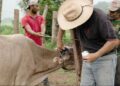 En Oaxaca sigue la fase de alerta sanitaria debido a que se elevó a 4 mil 500 los casos de gusano barrenador en bovinos. AMEXI/FOTO/ Sefader