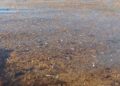 Calentamiento y sargazo causan mortandad de peces