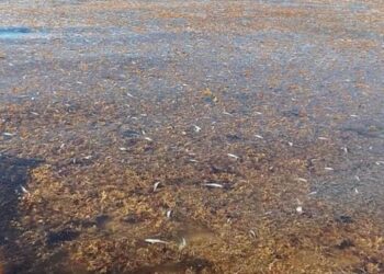 Calentamiento y sargazo causan mortandad de peces