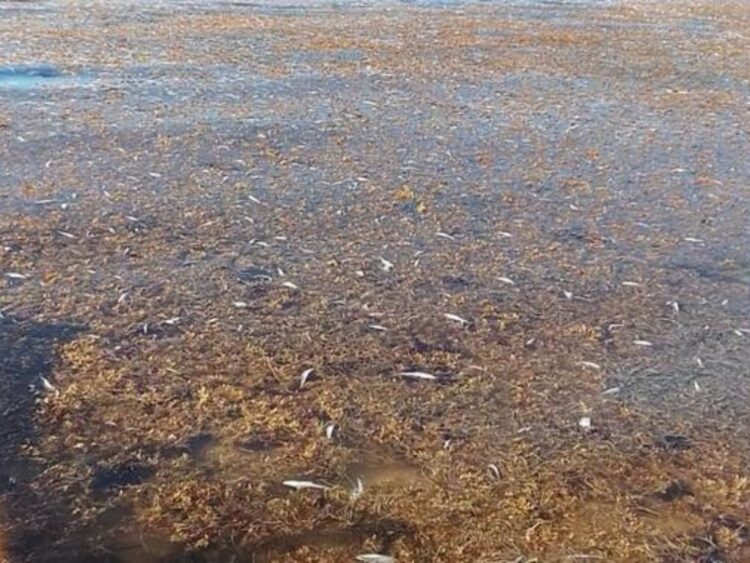 Calentamiento y sargazo causan mortandad de peces
