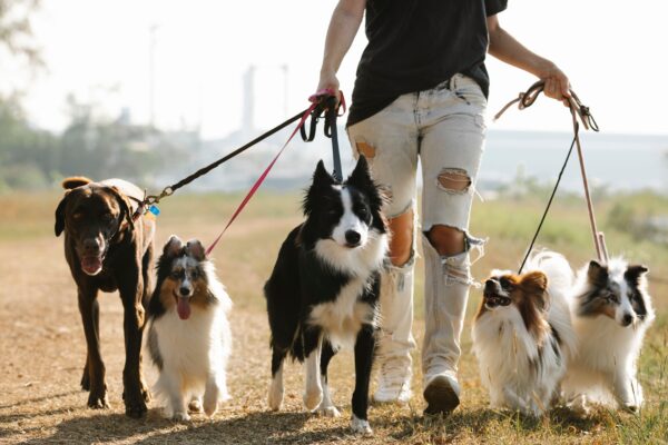 Perros heroes anonimos