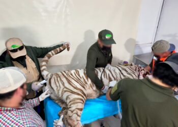 La Profepa confirmó la muerte del tigre de bengala Kenzo, e informa que clausuró el establecimiento privado Animal Experience
