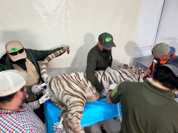 La Profepa confirmó la muerte del tigre de bengala Kenzo, e informa que clausuró el establecimiento privado Animal Experience