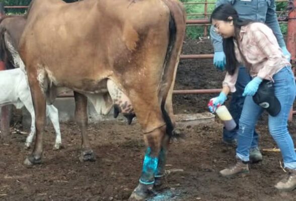 despliegue de más de 2 mil brigadistas, egresados de la facultad de veterinaria.