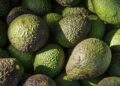 ¿Por qué Estados Unidos frenó la importación de aguacate michoacano?
