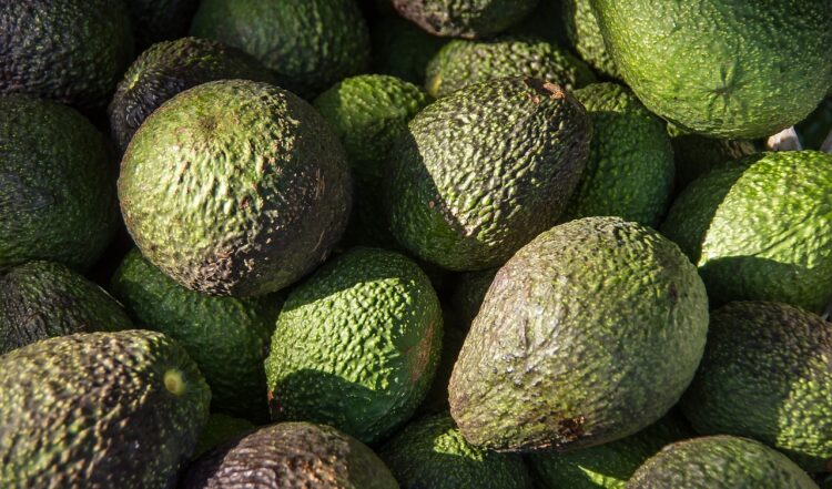 ¿Por qué Estados Unidos frenó la importación de aguacate michoacano?