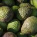 ¿Por qué Estados Unidos frenó la importación de aguacate michoacano?