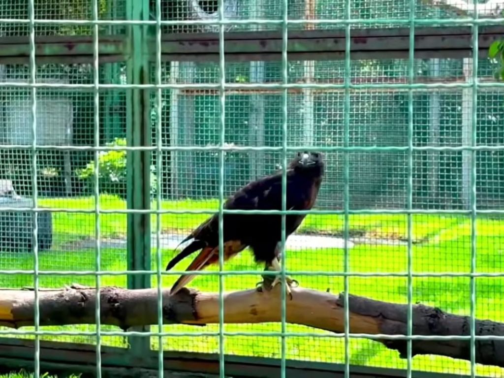 Anuncia Delfina Gómez rescate del Zoológico Parque del Pueblo