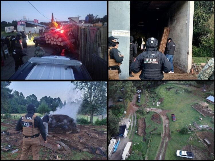 Aseguran en Ocuilan dos predios ligados a la tala clandestina