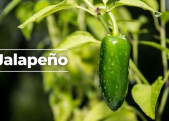 ¿Chiles jalapeños con salmonelosis y E.coli en México?