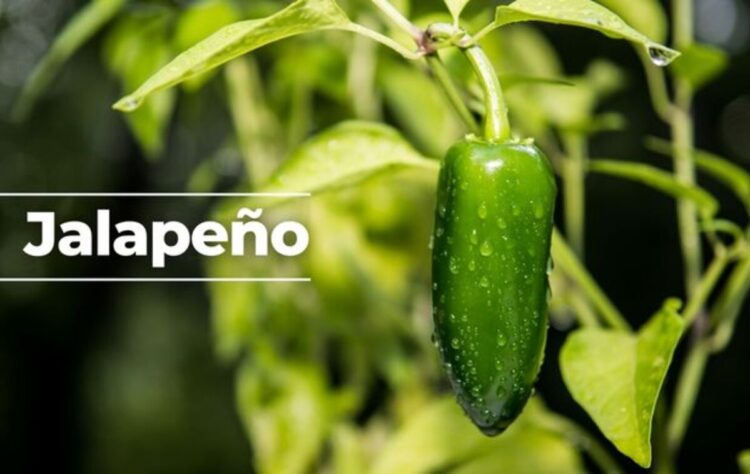 ¿Chiles jalapeños con salmonelosis y E.coli en México?