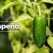 ¿Chiles jalapeños con salmonelosis y E.coli en México?