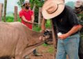 En Oaxaca ya son 5 mil casos de gusano barrenador