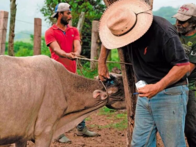 En Oaxaca ya son 5 mil casos de gusano barrenador