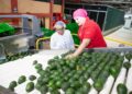 Gobernación se suma a vigilancia de aguacate