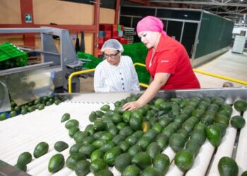 Gobernación se suma a vigilancia de aguacate