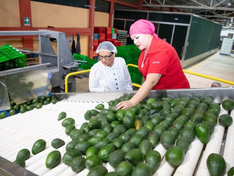 Gobernación se suma a vigilancia de aguacate