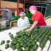 Gobernación se suma a vigilancia de aguacate