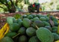 Golpazo gringo al aguacate mexicano: se retiran agentes del USDA de la entidad