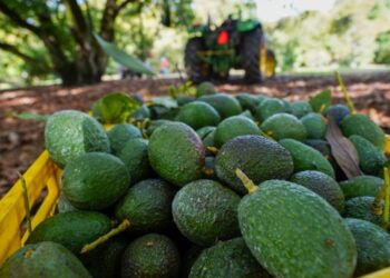 Se protege la cosecha y exportación de aguacate michoacano a EUA