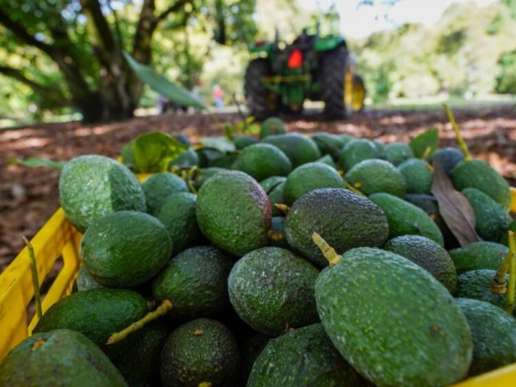 Golpazo gringo al aguacate mexicano: se retiran agentes del USDA de la entidad