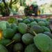 Golpazo gringo al aguacate mexicano: se retiran agentes del USDA de la entidad