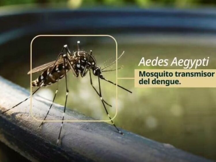 dengue, chikungunya y zika