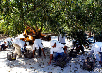 ¿Por qué China sanciona las nueces pecanas y cómo responde México?