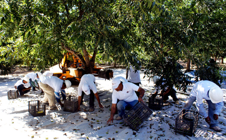 ¿Por qué China sanciona las nueces pecanas y cómo responde México?