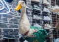 ¿Fan del Pato Merlín? Ahora podrás traerlo en tus tenis
